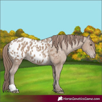 Horse Color:Classic Champagne Blanket 