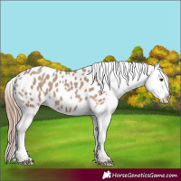 Horse Color:Classic Champagne Appaloosa 