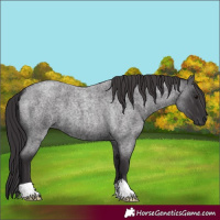 Horse Color:Smoky Blue Roan 