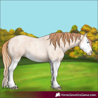 Horse Color:Gold Champagne Roan Splash 