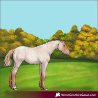 Horse Color:Gold Champagne Roan