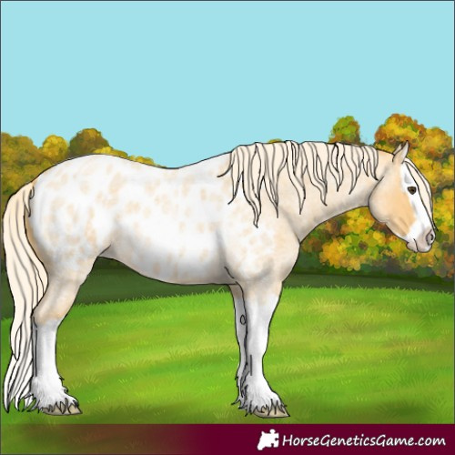 Horse Color:Palomino Roan Splash Blanket 