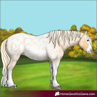Horse Color:Palomino Roan Splash Blanket