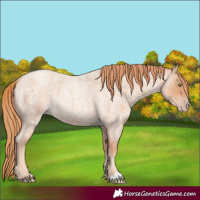 Horse Color:Gold Champagne Roan 