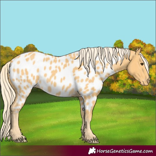 Horse Color:Palomino Appaloosa