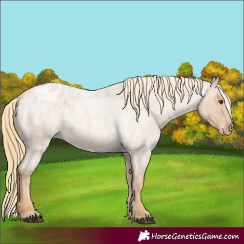 Horse Color:Red Roan Appaloosa 