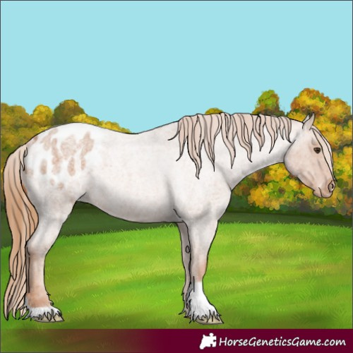 Horse Color:Red Roan Appaloosa 