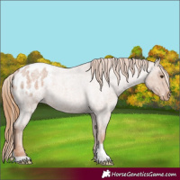 Horse Color:Red Roan Appaloosa 