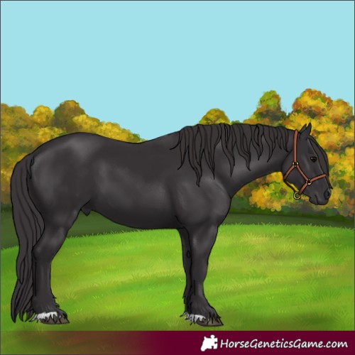 Horse Color:Smoky Black 
