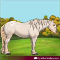 Horse Color:Chestnut Appaloosa