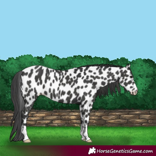 Horse Color:Black Leopard 