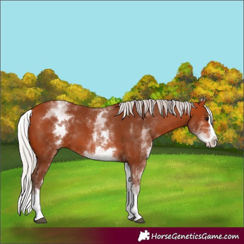 Horse Color:White Spotted Silver Bay Splash 