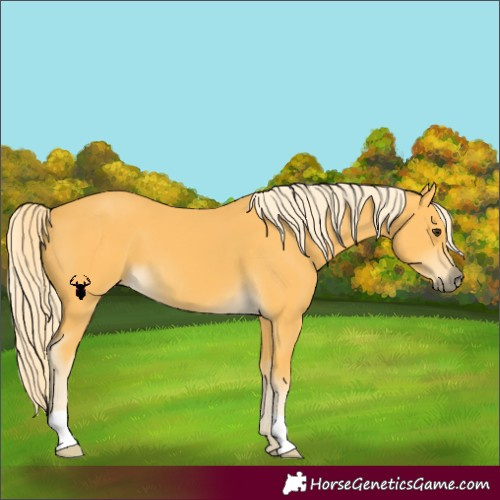 Horse Color:Palomino 