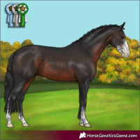 Horse Color:Brown Mushroom Sabino