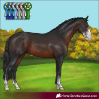 Horse Color:Brown Mushroom Sabino 