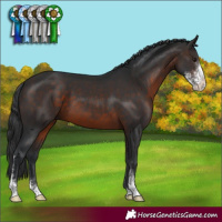 Horse Color:Brown Mushroom Sabino