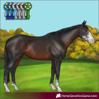 Horse Color:Brown Mushroom Sabino