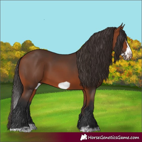 Horse Color:Bay Splash Frame 
