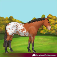 Horse Color:Bay Appaloosa 