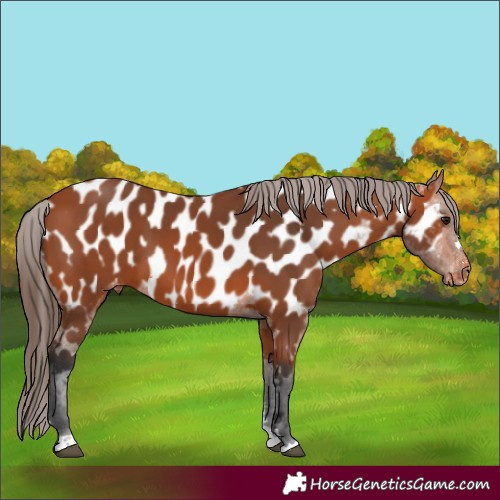 Horse Color:Bay Appaloosa 