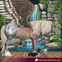 Horse Color:Chocolate Palomino Appaloosa