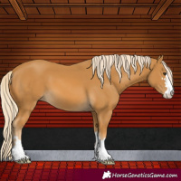 Horse Color:Palomino 