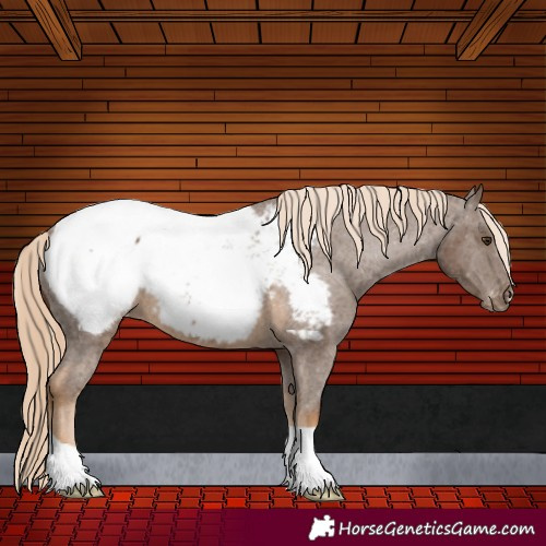 Horse Color:Chocolate Palomino Appaloosa