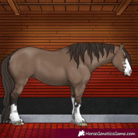 Horse Color:Liver Red Dun