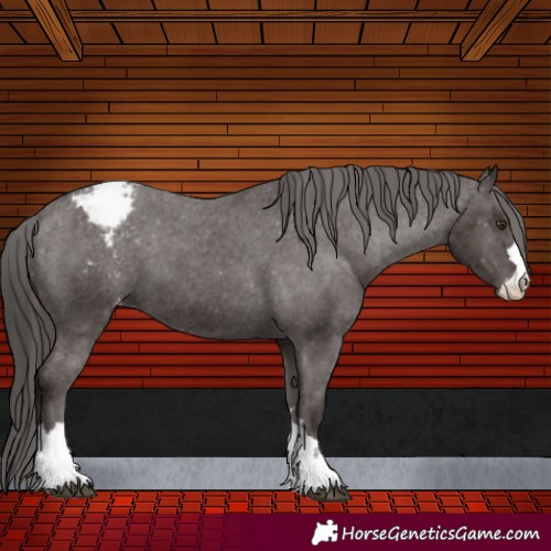 Horse Color:Liver Chestnut Appaloosa 