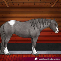 Horse Color:Liver Chestnut Appaloosa
