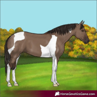 Horse Color:Liver Red Dun Tobiano 