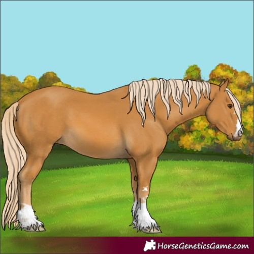 Horse Color:Unknown 