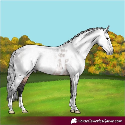 Horse Color:Gray Brown Near Leopard 