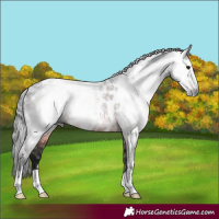 Horse Color:Gray Brown Appaloosa 