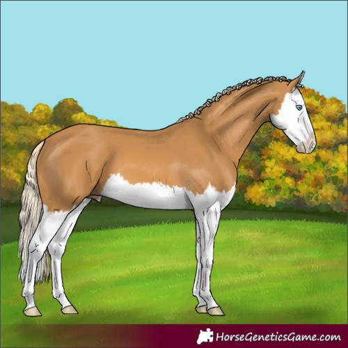 Horse Color:Palomino Splash 