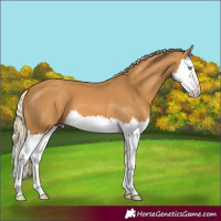 Horse Color:Palomino Splash