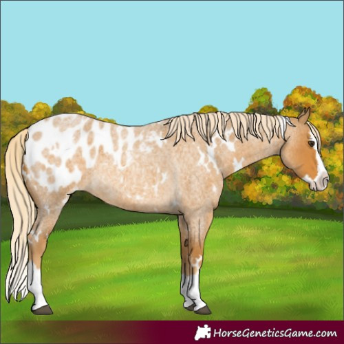 Horse Color:White Spotted Palomino Roan Splash Blanket 