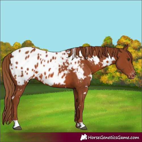 Horse Color:White Spotted Chestnut Appaloosa 