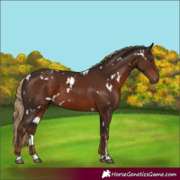 Horse Color:White Spotted Liver Chestnut 