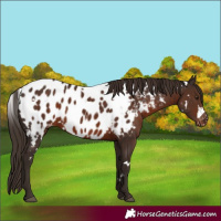 Horse Color:White Spotted Liver Chestnut Near Leopard 
