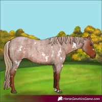 Horse Color:White Spotted Red Roan 