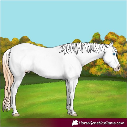 Horse Color:Chestnut Splash Appaloosa 