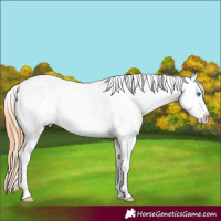 Horse Color:Chestnut Splash Appaloosa
