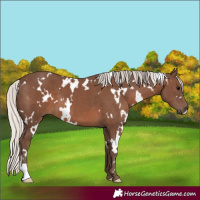 Horse Color:White Spotted Silver Black 