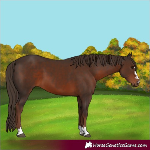 Horse Color:Liver Chestnut 