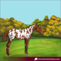 Horse Color:White Spotted Chestnut Appaloosa 
