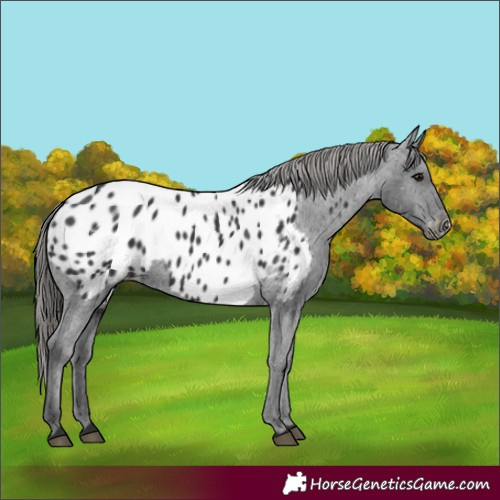 Horse Color:Black Appaloosa 