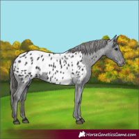 Horse Color:Black Appaloosa 