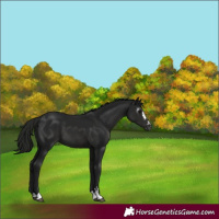 Horse Color:Gray Black 