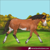 Horse Color:Bay Splash Frame 